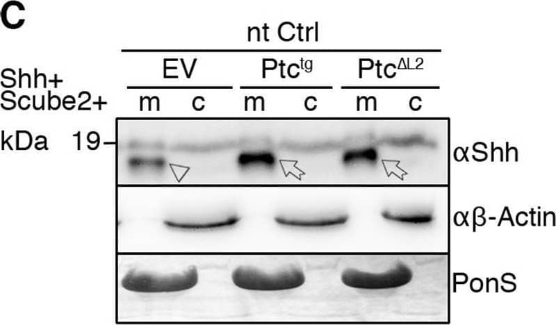 Overexpressed Ptctg restores Shh release from Disp−/− cells. (A,A′) Schematic representations of Disp (blue) and Ptc (green). Twelve transmembrane domains (TM1–TM12), two extracellular loops (L1 and L2), and the N- and C-termini are labeled. Conserved SSDs (TM2–TM6) are highlighted in red. Disp delta L2 and Ptc delta L2 lack most of the second extracellular loops (L2). (B,C) Co-expression of transgenic Ptctg or Ptc delta L2 increases Shh shedding from Disp−/− (B) and nt Ctrl (C) cells (c, cellular Shh; m, Shh released into the medium). Arrows indicate solubilized processed Shh from Ptctg- or Ptc delta L2-expressing cells, and arrowheads indicate reduced amounts of solubilized Shh from empty vector (EV)-transfected cells. Anti-beta -actin blots ( alpha  beta -actin) and Ponceau S staining of residual serum albumin (PonS) serve as loading controls. (B′,C′) Quantification of relative processed Shh release as shown in B and C. Data are mean±s.d. n=6 in B′, n=9 in C′. *P<0.05, **P<0.01, ***P<0.001 (one-way ANOVA with Dunnett's multiple comparison post hoc test). Image collected and cropped by CiteAb from the following open publication (//pubmed.ncbi.nlm.nih.gov/34308968), licensed under a CC-BY license. Not internally tested by R&D Systems.