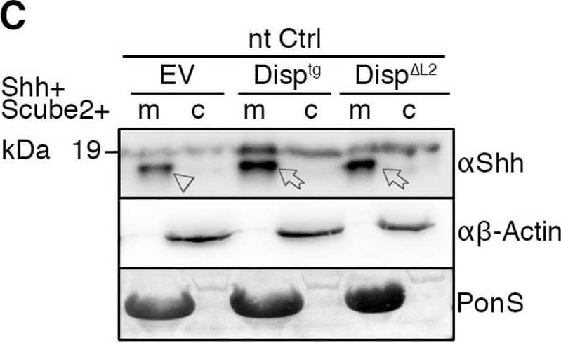 Overexpressed Disptg locates to the cell surface and restores Shh release from Disp−/− cells. (A,A′) Representative confocal planes of Disp−/− cells expressing Shh (A, red) or Disptg (A′, red). Both transgenes were secreted to the cell surface. Nuclei were counterstained with DAPI (blue). Dashed lines indicate the border of cytoplasmic eGFP signals (green). Images are representative of three experiments. Scale bars: 2 µm. (B) Co-expressed transgenic Disptg enhanced processed Shh release from Disp−/− cells (c) into the medium (m). Transgenic Disp delta L2, which lacks most of the second extracellular loop, did not release significantly increased amounts of truncated Shh. Empty-vector (EV)-transfected Disp−/− cells served as negative controls. (B′) Quantified relative processed Shh release, as shown in B. Data are mean±s.d. n=10. **P<0.01; ns, not significant; P=0.377 for Disp delta L2 (one-way ANOVA with Dunnett's multiple comparison post hoc test). (C) Co-expressed transgenic Disptg or Disp delta L2 did not significantly increase Shh release from nt Ctrl cells. (C′) Quantified relative processed Shh release as shown in C. Data are mean±s.d. n=14. ns, not significant (one-way ANOVA with Dunnett's multiple comparison post hoc test). In B and C, arrows indicate solubilized truncated Shh from Disptg- or Disp delta L2-expressing cells and the arrowhead indicates solubilized Shh from EV-transfected cells. Anti-beta -actin blots ( alpha  beta -actin) and Ponceau S staining of residual serum albumin (PonS) serve as loading controls. Image collected and cropped by CiteAb from the following open publication (//pubmed.ncbi.nlm.nih.gov/34308968), licensed under a CC-BY license. Not internally tested by R&D Systems.