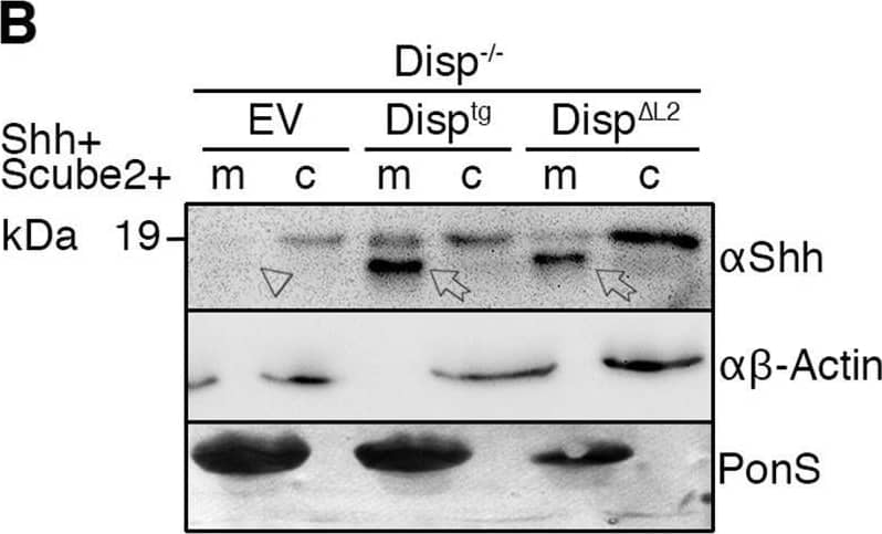 Overexpressed Disptg locates to the cell surface and restores Shh release from Disp−/− cells. (A,A′) Representative confocal planes of Disp−/− cells expressing Shh (A, red) or Disptg (A′, red). Both transgenes were secreted to the cell surface. Nuclei were counterstained with DAPI (blue). Dashed lines indicate the border of cytoplasmic eGFP signals (green). Images are representative of three experiments. Scale bars: 2 µm. (B) Co-expressed transgenic Disptg enhanced processed Shh release from Disp−/− cells (c) into the medium (m). Transgenic Disp delta L2, which lacks most of the second extracellular loop, did not release significantly increased amounts of truncated Shh. Empty-vector (EV)-transfected Disp−/− cells served as negative controls. (B′) Quantified relative processed Shh release, as shown in B. Data are mean±s.d. n=10. **P<0.01; ns, not significant; P=0.377 for Disp delta L2 (one-way ANOVA with Dunnett's multiple comparison post hoc test). (C) Co-expressed transgenic Disptg or Disp delta L2 did not significantly increase Shh release from nt Ctrl cells. (C′) Quantified relative processed Shh release as shown in C. Data are mean±s.d. n=14. ns, not significant (one-way ANOVA with Dunnett's multiple comparison post hoc test). In B and C, arrows indicate solubilized truncated Shh from Disptg- or Disp delta L2-expressing cells and the arrowhead indicates solubilized Shh from EV-transfected cells. Anti-beta -actin blots ( alpha  beta -actin) and Ponceau S staining of residual serum albumin (PonS) serve as loading controls. Image collected and cropped by CiteAb from the following open publication (//pubmed.ncbi.nlm.nih.gov/34308968), licensed under a CC-BY license. Not internally tested by R&D Systems.