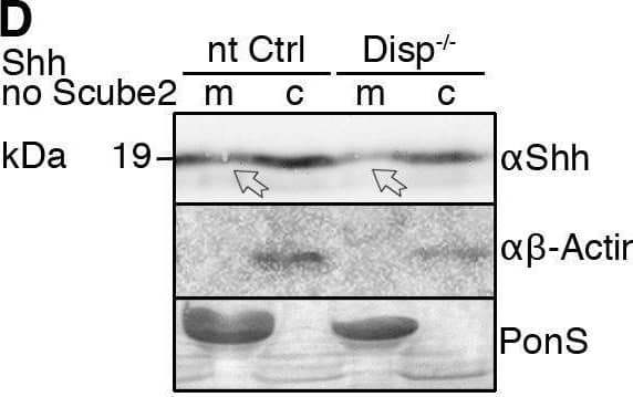Impaired Shh release from Disp−/− cells. (A) Alignment of targeted disp gene sequences from Disp−/− cells and from non-targeted (nt Ctrl) cells. (A′) Schematic representation of the Disp protein structure. An asterisk indicates the CRISPR/Cas9-generated stop codon introduced at position 323, deleting 11 of 12 TM domains that together represent ∼80% of the protein sequence. L1 and L2 indicate extracellular loops. TM2–TM6 (colored red) constitute the SSD. (B,C) Immunoblots of cellular (c) and released (into the medium, m) Shh (B) and unlipidated control C25SShhN (C) in nt Ctrl and Disp−/− cells in the presence of Scube2. Arrows indicate solubilized Shh and the arrowhead indicates accumulated cellular material in Disp−/− cells. (D) In the absence of Scube2, Shh processing into serum-free medium was abolished in nt Ctrl and Disp−/− cells. Instead, both cell types released similar amounts of unprocessed protein. In B,C,D, anti-beta -actin blots ( alpha  beta -actin) and Ponceau S staining of residual serum albumin (PonS) serve as loading controls. (B′,C′,D′) Quantifications of relative Shh (B′,D′) and C25SShhN (C′) release from nt Ctrl and Disp−/− cells. Ratios of solubilized versus cellular Shh were determined and expressed relative to Shh release from nt Ctrl cells (black bars). Data are mean±s.d. n=21 in B′, n=8 in C′ and n=5 in D′. ****P<0.0001; ns, not significant (two-tailed unpaired t-test). Image collected and cropped by CiteAb from the following open publication (//pubmed.ncbi.nlm.nih.gov/34308968), licensed under a CC-BY license. Not internally tested by R&D Systems.