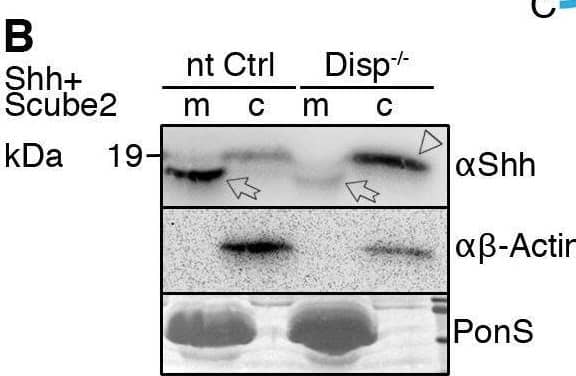 Impaired Shh release from Disp−/− cells. (A) Alignment of targeted disp gene sequences from Disp−/− cells and from non-targeted (nt Ctrl) cells. (A′) Schematic representation of the Disp protein structure. An asterisk indicates the CRISPR/Cas9-generated stop codon introduced at position 323, deleting 11 of 12 TM domains that together represent ∼80% of the protein sequence. L1 and L2 indicate extracellular loops. TM2–TM6 (colored red) constitute the SSD. (B,C) Immunoblots of cellular (c) and released (into the medium, m) Shh (B) and unlipidated control C25SShhN (C) in nt Ctrl and Disp−/− cells in the presence of Scube2. Arrows indicate solubilized Shh and the arrowhead indicates accumulated cellular material in Disp−/− cells. (D) In the absence of Scube2, Shh processing into serum-free medium was abolished in nt Ctrl and Disp−/− cells. Instead, both cell types released similar amounts of unprocessed protein. In B,C,D, anti-beta -actin blots ( alpha  beta -actin) and Ponceau S staining of residual serum albumin (PonS) serve as loading controls. (B′,C′,D′) Quantifications of relative Shh (B′,D′) and C25SShhN (C′) release from nt Ctrl and Disp−/− cells. Ratios of solubilized versus cellular Shh were determined and expressed relative to Shh release from nt Ctrl cells (black bars). Data are mean±s.d. n=21 in B′, n=8 in C′ and n=5 in D′. ****P<0.0001; ns, not significant (two-tailed unpaired t-test). Image collected and cropped by CiteAb from the following open publication (//pubmed.ncbi.nlm.nih.gov/34308968), licensed under a CC-BY license. Not internally tested by R&D Systems.