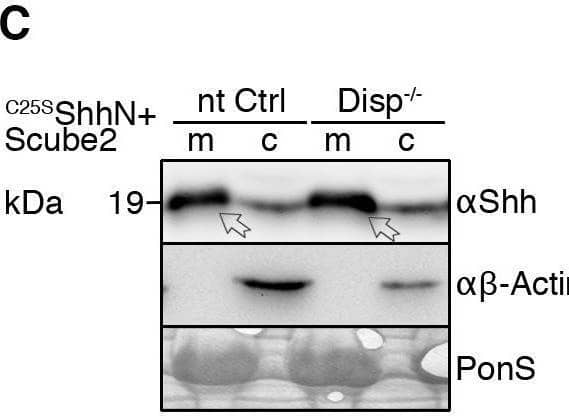 Impaired Shh release from Disp−/− cells. (A) Alignment of targeted disp gene sequences from Disp−/− cells and from non-targeted (nt Ctrl) cells. (A′) Schematic representation of the Disp protein structure. An asterisk indicates the CRISPR/Cas9-generated stop codon introduced at position 323, deleting 11 of 12 TM domains that together represent ∼80% of the protein sequence. L1 and L2 indicate extracellular loops. TM2–TM6 (colored red) constitute the SSD. (B,C) Immunoblots of cellular (c) and released (into the medium, m) Shh (B) and unlipidated control C25SShhN (C) in nt Ctrl and Disp−/− cells in the presence of Scube2. Arrows indicate solubilized Shh and the arrowhead indicates accumulated cellular material in Disp−/− cells. (D) In the absence of Scube2, Shh processing into serum-free medium was abolished in nt Ctrl and Disp−/− cells. Instead, both cell types released similar amounts of unprocessed protein. In B,C,D, anti-beta -actin blots ( alpha  beta -actin) and Ponceau S staining of residual serum albumin (PonS) serve as loading controls. (B′,C′,D′) Quantifications of relative Shh (B′,D′) and C25SShhN (C′) release from nt Ctrl and Disp−/− cells. Ratios of solubilized versus cellular Shh were determined and expressed relative to Shh release from nt Ctrl cells (black bars). Data are mean±s.d. n=21 in B′, n=8 in C′ and n=5 in D′. ****P<0.0001; ns, not significant (two-tailed unpaired t-test). Image collected and cropped by CiteAb from the following open publication (//pubmed.ncbi.nlm.nih.gov/34308968), licensed under a CC-BY license. Not internally tested by R&D Systems.