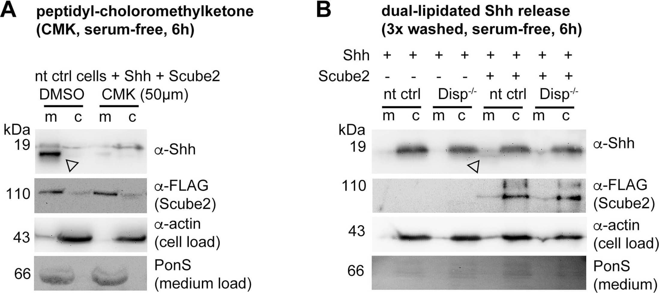Loading controls.(A, B) Actin, PonceauS, and FLAG-tagged Scube2 loading controls for (the same stripped) blots shown in Figure 2.Figure 2—figure supplement 1—source data 1.Uncropped western blots of Figure 2—figure supplement 1.Uncropped western blots of Figure 2—figure supplement 1. Image collected and cropped by CiteAb from the following open publication (//pubmed.ncbi.nlm.nih.gov/39297609), licensed under a CC-BY license. Not internally tested by R&D Systems.