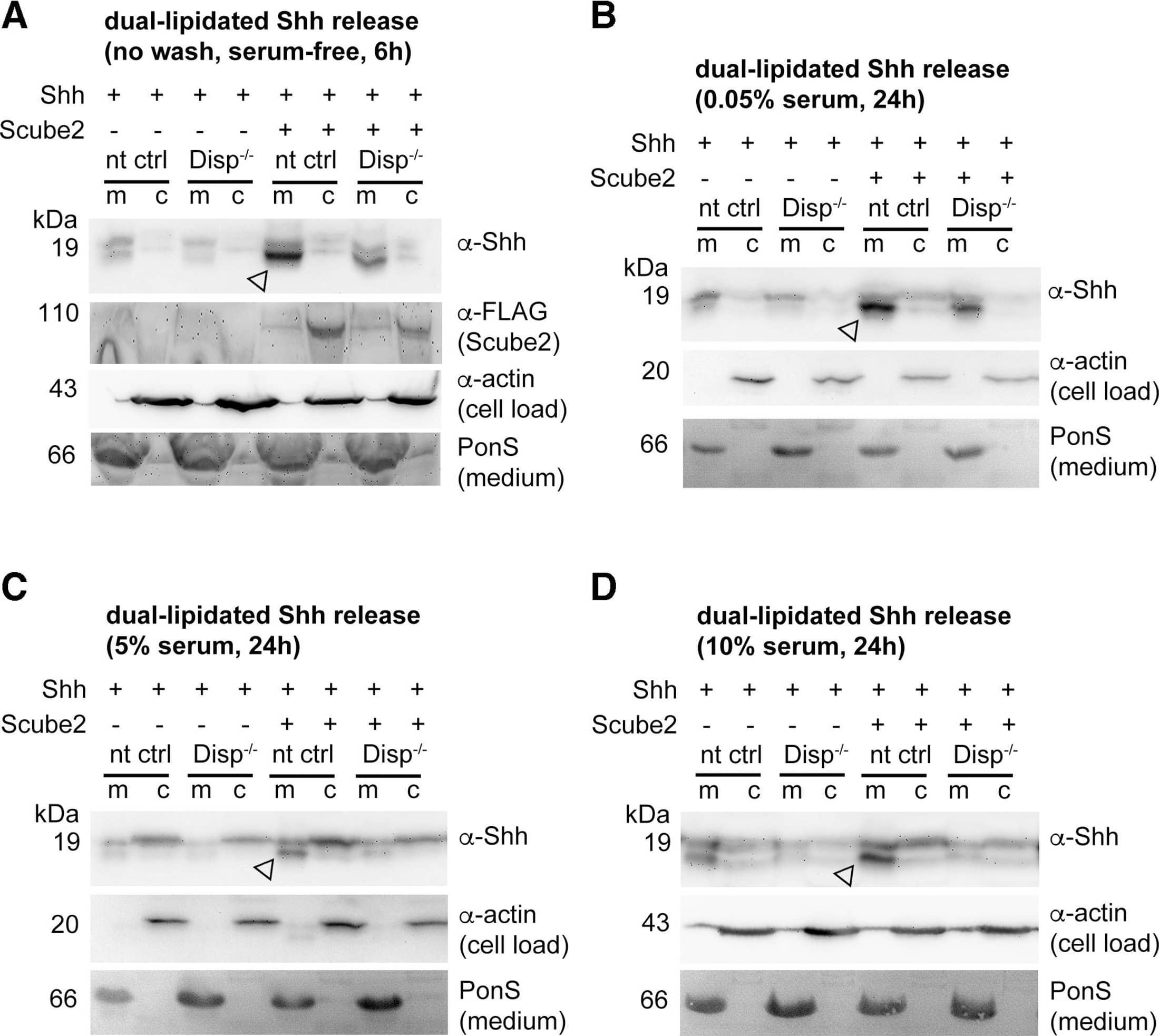 Loading controls.(A–D) Actin, PonceauS, and FLAG-tagged Scube2 loading controls for blots shown in Figure 3. Arrowheads indicate Shh specifically solubilized by Disp and Scube2.Figure 3—figure supplement 1—source data 1.Uncropped western blots for Figure 3—figure supplement 1.Uncropped western blots for Figure 3—figure supplement 1. Image collected and cropped by CiteAb from the following open publication (//pubmed.ncbi.nlm.nih.gov/39297609), licensed under a CC-BY license. Not internally tested by R&D Systems.