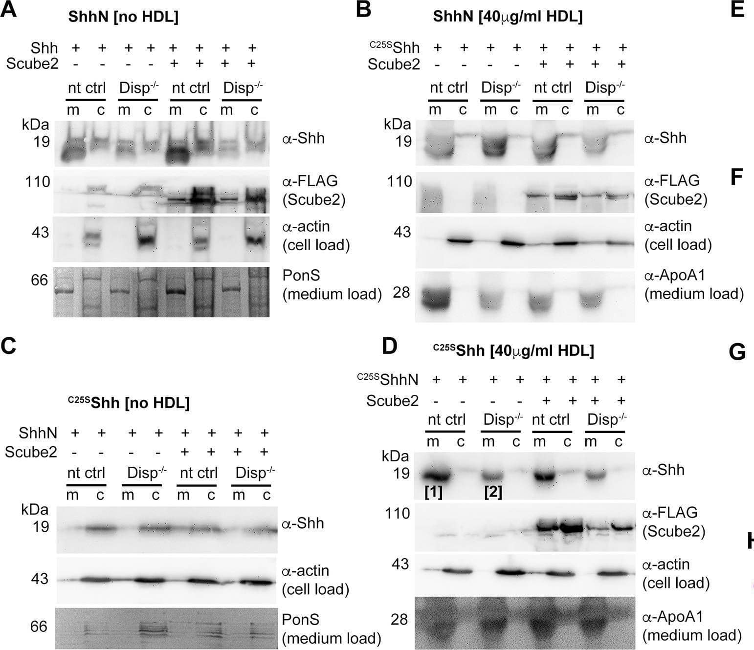 Loading controls.(A–D) Actin, PonceauS, and FLAG-tagged Scube2 loading controls for the blots shown in Figure 6A and B. (E, F) Reverse-phase high-performance liquid chromatography (RP-HPLC) profiles of samples [1] and [2] shown in (D). Note that proteins released from non-targeting control (nt ctrl) cells and Disp-/- cells are both cholesterylated. This suggests that overexpressed monolipidated Shh is only loosely associated with the plasma membrane and can ‘leak out’, or desorb, and thereby associate with high-density lipoprotein (HDL) in a non-enzymatic manner. (G) Purified commercial 8908-SH Shh and HDL were mixed, incubated for 10 min, and analyzed by size-exclusion chromatography (SEC). This revealed rapid spontaneous association and explains the background desorption of dual-lipidated Shh in our cellular assays. Note the excellent 8908-SH Shh co-elution with the ApoE4-bearing HDL fraction, suggesting that this mobile apolipoprotein may have facilitated spontaneous 8908-SH Shh association, or that other properties of ApoE-bearing ‘late’ HDL (Sacks and Jensen, 2018) somehow facilitate Shh association. (H) Dual-lipidated mCherry is efficiently secreted to the outer plasma membrane leaflet of producing Bosc23 cells. Intracellular mCherry fluorescence is shown in white,  alpha -mCherry antibody binding to the surface of non-permeabilized cells is shown in magenta, and DAPI staining of the nucleus is shown in blue. Scale bar: 10 μm.Figure 7—figure supplement 1—source data 1.Uncropped western blots of Figure 7—figure supplement 1.Uncropped western blots of Figure 7—figure supplement 1. Image collected and cropped by CiteAb from the following open publication (//pubmed.ncbi.nlm.nih.gov/39297609), licensed under a CC-BY license. Not internally tested by R&D Systems.