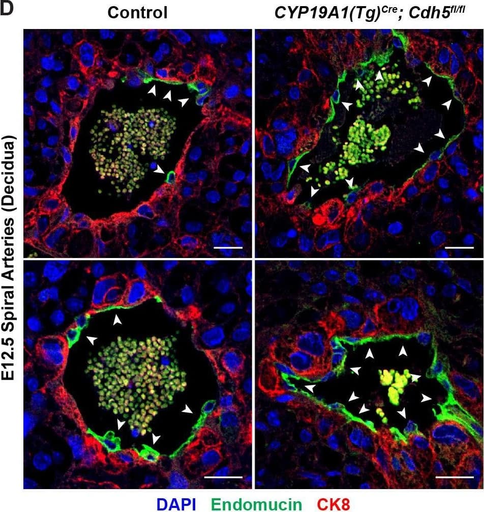 VE-cadherin is required in trophoblasts to remodel spiral arteries (SAs)&to displace SA endothelium.(D) Immunofluorescence staining of E12.5 Control&CYP19A1(Tg)Cre; Cdh5fl/fl placentas for Endomucin (green)&CK8 (red). White arrowheads indicate Endomucin+ SA endothelial cells (ECs). Positive signal in small, rounded cells in the lumen is the result of erythrocyte autofluorescence. Image collected & cropped by CiteAb from the following open publication (//pubmed.ncbi.nlm.nih.gov/35486098), licensed under a CC-BY license. Not internally tested by R&D Systems.