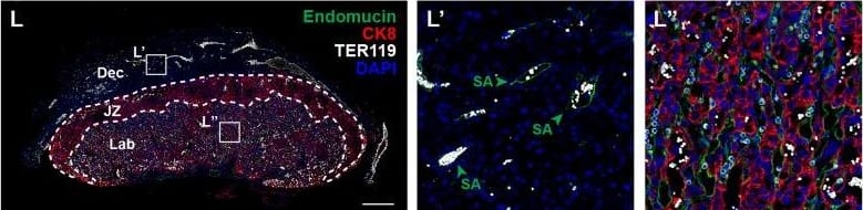 Deletion of VE-cadherin in trophoblasts disrupts cell migration resulting in placental&fetal growth restriction. (I–L) Hematoxylin&eosin (H&E) staining&immunofluorescence staining for Endomucin (green), CK8 (red),&TER119 (gray) of E12.5 Control (I, J)&CYP19A1(Tg)Cre; Cdh5fl/fl (K, L) serial placenta sections. Dotted lines demarcate the different placental regions. Red arrowheads indicate trophoblasts. Green arrowheads indicate spiral arteries (SA). White arrowheads indicate maternal red blood cells (RBCs). Note fewer non-nucleated, maternal TER119+ cells in the labyrinth region of CYP19A1(Tg)Cre; Cdh5fl/fl placentas. Boxes on the left correlate with magnified images on the right,&boxes in H&E&immunofluorescence images are of the same region. Scale bars = 500 μm. Dec (decidua), JZ (junctional zone), Lab (labyrinth).  Image collected & cropped by CiteAb from the following open publication (//pubmed.ncbi.nlm.nih.gov/35486098), licensed under a CC-BY license. Not internally tested by R&D Systems.