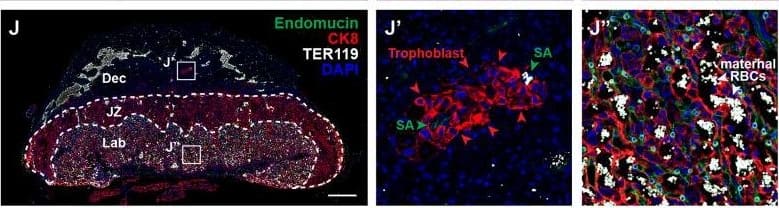 Deletion of VE-cadherin in trophoblasts disrupts cell migration resulting in placental&fetal growth restriction. (I–L) Hematoxylin&eosin (H&E) staining&immunofluorescence staining for Endomucin (green), CK8 (red),&TER119 (gray) of E12.5 Control (I, J)&CYP19A1(Tg)Cre; Cdh5fl/fl (K, L) serial placenta sections. Dotted lines demarcate the different placental regions. Red arrowheads indicate trophoblasts. Green arrowheads indicate spiral arteries (SA). White arrowheads indicate maternal red blood cells (RBCs). Note fewer non-nucleated, maternal TER119+ cells in the labyrinth region of CYP19A1(Tg)Cre; Cdh5fl/fl placentas. Boxes on the left correlate with magnified images on the right,&boxes in H&E&immunofluorescence images are of the same region. Scale bars = 500 μm. Dec (decidua), JZ (junctional zone), Lab (labyrinth). Image collected & cropped by CiteAb from the following open publication (//pubmed.ncbi.nlm.nih.gov/35486098), licensed under a CC-BY license. Not internally tested by R&D Systems.