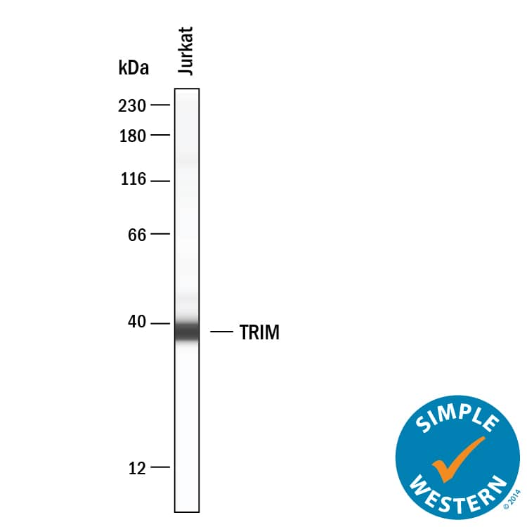Simple Western TRIM Antibody [Unconjugated]