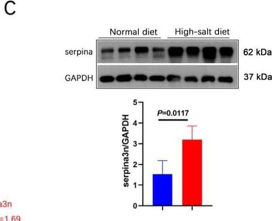HS diet increased the serpina3n expression in the hippocampus of APP/PS1 mice. (A) GSEA showed that the HS diet intervention changed the status of axon guidance, neuroactive ligand–receptor interaction, oxidoreductase activity, and blood vessel diameter. (B) A radar map of differential gene expression levels. Serpina3n is most significantly changed, and its mRNA expression is the highest among the serpin family. (C) Protein level of serpina3n was assessed using Western blotting; GAPDH was used as a control. n = 4 biologically independent animals. (D) mRNA levels of the serpin family in HS- and ND-treated APP/PS1 mice were compared; serpina3n is the most remarkably changed mRNA. Image collected and cropped by CiteAb from the following open publication (//www.mdpi.com/1422-0067/25/21/11731), licensed under a CC-BY license. Not internally tested by R&D Systems.