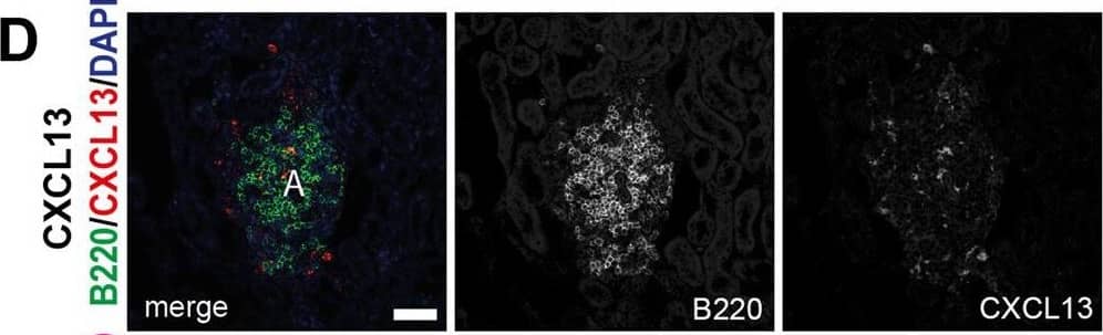 Molecular, cellular and structural composition of periarterial TLS.A–I Immunofluorescence staining and confocal laser scanning microscopy of representative Rbpj delta EC kidney samples, merged and single channels as indicated. “A” indicates artery. Optical Magnification 200x; different scan areas (see scale bars). Scale: solid bar 50 µm, dotted bar 10 µm (2E). Each micrograph is representative of at least 4 biological replicates. J Whole kidney mRNA expression, relative fold change to control gene Rps9, n = 10/group. Graphs: Scatter dot blot, mean, SD (whiskers). Mann–Whitney test, two-tailed, Exact p-values: Cxcl13, p = 0.0003; Cxcl12, p = 0.393; Cxcr5, p = 0.0433; Cxcr4, p = 0.0288; Ccl19, p = 0.0052; Baff, p = 0.0007; Rankl, p = 0.0005. Source data are provided as a Source Data file. Image collected and cropped by CiteAb from the following open publication (//pubmed.ncbi.nlm.nih.gov/35440634), licensed under a CC-BY license. Not internally tested by R&D Systems.