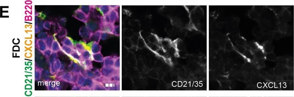 Immunohistochemistry CXCL13/BLC/BCA-1 Antibody [Unconjugated]