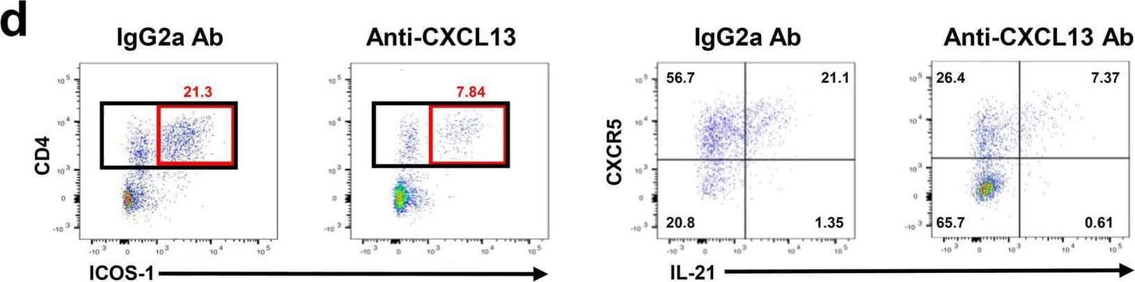 Administration of anti-CXCL13 antibody reduces infarct volume and inhibits the infiltration of TFH cells into the brain following tMCAO. a Experimental design for administration of IgG2a and anti-CXCL13 antibody (100 μg) i.p. b Representative cresyl violet images to assess ischemic brain damage at 24 h tMCAO in IgG2a-treated and anti-CXCL13 antibody (100 μg)-treated mice. c Quantification of infarct volumes (mm3) at 24 h tMCAO in IgG2a-treated and CXCL13 antibody-treated mice (n = 10). d Representative flow cytometry gating of CD4+ ICOS-1+ and subsequent CXCR5+ IL-21+ cells from the ipsilateral brain of IgG2a isotype control-treated or anti-CXCL13 antibody-treated mice at 24 h following tMCAO. e–g Quantification of CD4+ T cells (e), % of CD4 T cells+ for ICOS-1 (f), and % of CD4+ ICOS-1+ T cells+ for CXCR5+ and IL-21+ (g) from IgG2a isotype control-treated and anti-CXCL13 antibody-treated mice at 24 h tMCAO. (n = 6) Data are combined from three independent experiments. Data represent mean ± s.e.m. *P < 0.05, **P < 0.01, ***P < 0.001, ****P < 0.0001. Student’s t test with Mann–Whitney U test (c, e–g) Image collected and cropped by CiteAb from the following open publication (//pubmed.ncbi.nlm.nih.gov/35624463), licensed under a CC-BY license. Not internally tested by R&D Systems.