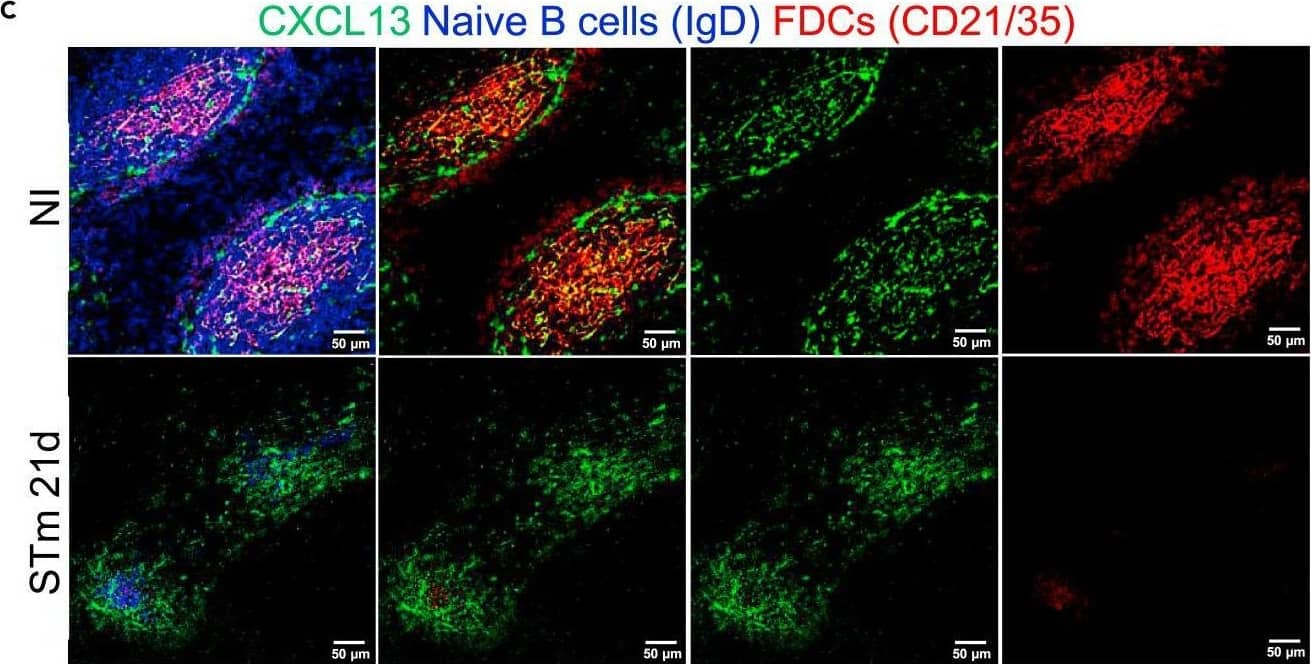 CXCL13 expression in the follicles is maintained after infection with STmMice were infected as per Figure 1.(A) Representative IF images show CCL21 (green) expression along with B220 (blue) and ER-TR-7 (red) staining in NI mice (top row) and mice infected for 21 days (bottom row). Left-hand panels show merged images, and single-colour panels are displayed in the right-hand panels.(B) Gene expression of Ccl21 in WP of NI mice and mice infected with STm for 21 days.(C) Representative IF images of spleen sections stained for CXCL13 (green), IgD (blue), and CD21/35 (red) in control mice (top row) and STm-infected mice for 21 days (bottom row). Merged three-color images (left), CXCL13 and CD21/35 merged images (second column), and single-color channels (two columns to the right) are displayed. Scale bar 50 μm.(D) Graph represents gene expression of Cxcl13 in WP from NI mice and mice infected with STm for 21 days. Each point in the graphs represents the gene expression detected in WP from one individual mouse, the bar height represents the median, and the error bars display the 95% CI. Two-tailed unpaired, t-test was used to compare groups. ∗∗p< 0.01, ns, nonsignificant.(E) Spleen sections were stained for CXCL13 (green), IgD (blue), MadCAM-1 (red) and CD3 (white). Representative IF images on top row show NI mice and images from STm-infected mice are shown in the bottom row. Images on the right displayed four-channel merged images, MadCAM-1 and CXCL13 merged images are presented in the second column and double-positive cells are yellow. Single-color images are shown to the left. Scale bar 50 μm. Image collected and cropped by CiteAb from the following open publication (//pubmed.ncbi.nlm.nih.gov/36950118), licensed under a CC-BY license. Not internally tested by R&D Systems.