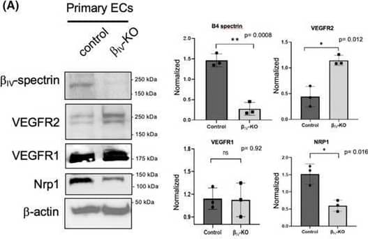 Tumor vascularization and metastasis are enhanced in  beta IV‐ECKO mice. (A, B) Immunoblots show the level of endogenous  beta IV‐spectrin along with the indicated receptor levels and activation of VEGF signaling effectors in freshly isolated primary ECs from control versus  beta IV‐ECKO tumors. Graphs represent densitometry quantifications based on three biological repeats normalized to  beta ‐actin loading control. p values are indicated in each graph. (C) Shown are representative IHC images of tumor sections stained with CD31 (indicated by black arrows). (D, E) Graphs show the number of vessels counted per mouse tumor section and the cross‐section area of individual blood vessels (n = 6 mice for control and  beta IV‐ECKO). * p = 0.003 relative to control group. (F) Shown are representative images of lung and brain isolated from control and  beta IV‐ECKO mice at necropsy. (G) Graph represents the average number of metastatic tumor nodules on the surface of different tissues per mouse (n = 7 mice for control and n = 8 for  beta IV‐ECKO mice). Error bars represented by SEM. *p < 0.04 relative to control. Image collected and cropped by CiteAb from the following open publication (//pubmed.ncbi.nlm.nih.gov/37680049), licensed under a CC-BY license. Not internally tested by R&D Systems.