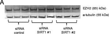 Measurement of EZH2 protein under conditions of SIRT1 knockdown. SIRT1 knockdown in Caco-2 cells was achieved using two different siRNAs and protein was analysed by Western blotting using anti-EZH2 antibody (a) or anti-SIRT1 antibody (to confirm efficacy of knockdown) (b). Blots were probed with anti-alpha -tubulin antibody to confirm equal protein loading and transfer. Approximately 10 μg of protein was loaded in each lane. Three biological replicates are presented for each condition. Approximate molecular weights are indicated Image collected and cropped by CiteAb from the following open publication (//pubmed.ncbi.nlm.nih.gov/26104761), licensed under a CC-BY license. Not internally tested by R&D Systems.