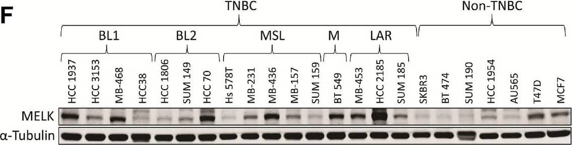 Western Blot MELK Antibody