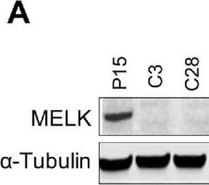 Effect of inhibition of MELK signaling on tumor growth and lung metastasis in TNBC xenograft mouse models. A, MELK expression in Cas9-p15 (P15) and MELK KO MDA-MB-231 (C3 and C28) cells.  alpha -Tubulin was used as a loading control. B–F, MELK KO significantly suppressed lung metastases in an MDA-MB-231 xenograft mouse model. Female athymic nude mice were injected intravenously with luciferase-transfected Cas9-p15 or MELK KO MDA-MB-231-Luc-GFP stable cells. Metastatic tumors were measured weekly for 7 weeks by whole-body luciferase imaging using an IVIS 100 Imaging System. Shown are mouse whole-body luciferase images (B), photon counts per area (C), lung weight per mouse measured at week 7 following cell inoculation (D), mouse OS over a period of 80 days following cell inoculation (E), and IHC staining for hematoxylin and eosin (H&E), MELK, proliferation (Ki67), and mesenchymal markers (vimentin and fibronectin; F) in mice inoculated with Cas9-p15 or MELK KO MDA-MB-231 cells. Images were taken under 200 × magnification. G, MELK-In-17 significantly suppressed tumor growth in a 4T1 xenograft mouse model (P < 0.05). Murine 4T1 TNBC cells were injected into the mammary fat pads of female BALB/c mice. When tumor size reached 75–150 mm3, grouped mice were treated with vehicle or MELK-In-17 at 5 or 10 mg/kg via intraperitoneal injections daily for 25 days. In C–G, data are presented as mean ± SD. *, P < 0.05; **, P < 0.01. Image collected and cropped by CiteAb from the following open publication (//pubmed.ncbi.nlm.nih.gov/37377604), licensed under a CC-BY license. Not internally tested by R&D Systems.