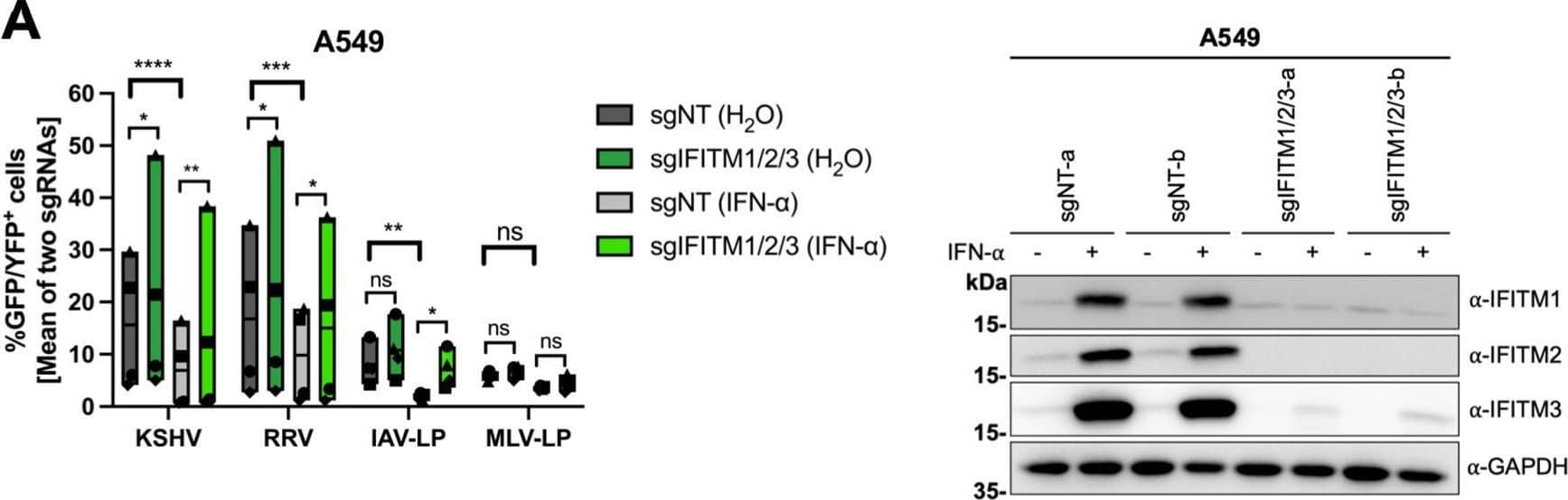 IFITM1/2/3 triple knockout enhances KSHV and RRV infection in A549 cells and HFF. A549 cells (A), HFF (B), and HUVEC (C) were transduced with lentiviral vectors encoding Cas9 and the sgRNAs shown in Fig. 2. (A to C, left panels) IFITM knockout (sgIFITM1/2/3-a, sgIFITM1/2/3-b) or control (sgNT-a, sgNT-b) cells treated with IFN-alpha  (5,000 U/ml) or H2O (control) and infected with KSHV-GFP, RRV-YFP, IAV lentiviral pseudotype (IAV-LP), or MLV lentiviral pseudotype (MLV-LP). Infection was measured using flow cytometry to detect expression of the fluorescent reporter gene. The graph shows individual data points representing averaged values for GFP+/YFP+ cells of either two nontargeting (sgNT-a, sgNT-b) or IFITM1/2/3 knockout (sgIFITM1/2/3-a, sgIFITM1/2/3-b) transduced cells and floating bars representing the mean averaged from results of four independent experiments for A549 cells and HFF (A and B) and three independent experiments for HUVEC (C). Infections for each single experiment were performed in triplicate for each condition. Data points from the same experiment are labeled with identical symbols. The different sgRNAs were treated as biological replicates within each experiment. Statistical significance was determined by two‐way analysis of variance (ANOVA), and P values were corrected for all possible multiple comparisons within one family by Tukey’s method (nonsignificant [ns], P > 0.05; *, P ≤ 0.05; **, P ≤ 0.01; ***, P ≤ 0.001; ****, P ≤ 0.0001). (A to C, right panels) Representative Western blots of IFITM knockout (sgIFITM1/2/3-a or sgIFITM1/2/3-b) or control (sgNT-a or sgNT-b) cells treated with IFN-alpha  (5,000 U/ml) or H2O. Indicated IFITM expression was detected with antibodies shown in Fig. 1A; GAPDH served as a loading control. Image collected and cropped by CiteAb from the following open publication (//pubmed.ncbi.nlm.nih.gov/34933450), licensed under a CC-BY license. Not internally tested by R&D Systems.