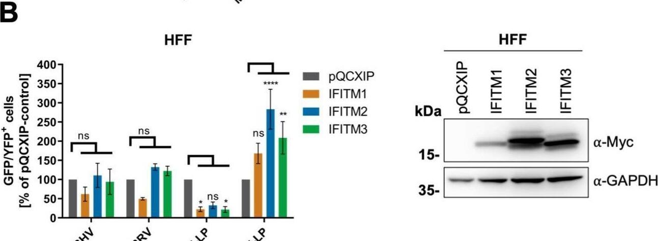 Overexpression of IFITM1 inhibits KSHV and RRV infection in a cell-specific manner. A549 cells (A), HFF (B), 293T cells (C), and SLK cells (D) were transduced with pQCXIP constructs to express IFITM1-3 or pQCXIP (empty vector). (A to D, left panels) IFITM-overexpressing cells were infected with KSHV-GFP, RRV-YFP, IAV lentiviral pseudotype (IAV-LP), or MLV lentiviral pseudotype (MLV-LP). Infection was measured using flow cytometry to detect expression of the fluorescent reporter genes. The data show values normalized to pQCXIP empty vector, which was set to 100%, and the error bars represent the standard error of the mean of results of four independent experiments, each performed in triplicate. Statistical significance was determined by ordinary two-way ANOVA, and P values were corrected for multiple comparisons by Dunnett’s method (ns, P > 0.05; *, P ≤ 0.05; **, P ≤ 0.01; ***, P ≤ 0.001; ****, P ≤ 0.0001). (A to C, right panels) Representative Western blots of IFITM-overexpressing cells. Expression of myc-tagged IFITMs was determined using anti-myc antibody; GAPDH served as a loading control. Image collected and cropped by CiteAb from the following open publication (//pubmed.ncbi.nlm.nih.gov/34933450), licensed under a CC-BY license. Not internally tested by R&D Systems.