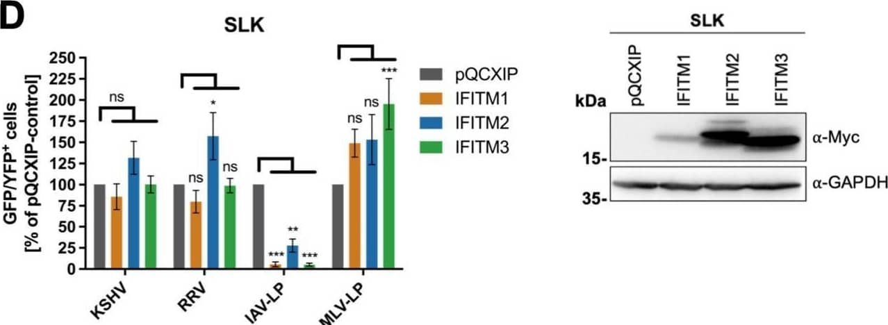 Overexpression of IFITM1 inhibits KSHV and RRV infection in a cell-specific manner. A549 cells (A), HFF (B), 293T cells (C), and SLK cells (D) were transduced with pQCXIP constructs to express IFITM1-3 or pQCXIP (empty vector). (A to D, left panels) IFITM-overexpressing cells were infected with KSHV-GFP, RRV-YFP, IAV lentiviral pseudotype (IAV-LP), or MLV lentiviral pseudotype (MLV-LP). Infection was measured using flow cytometry to detect expression of the fluorescent reporter genes. The data show values normalized to pQCXIP empty vector, which was set to 100%, and the error bars represent the standard error of the mean of results of four independent experiments, each performed in triplicate. Statistical significance was determined by ordinary two-way ANOVA, and P values were corrected for multiple comparisons by Dunnett’s method (ns, P > 0.05; *, P ≤ 0.05; **, P ≤ 0.01; ***, P ≤ 0.001; ****, P ≤ 0.0001). (A to C, right panels) Representative Western blots of IFITM-overexpressing cells. Expression of myc-tagged IFITMs was determined using anti-myc antibody; GAPDH served as a loading control. Image collected and cropped by CiteAb from the following open publication (//pubmed.ncbi.nlm.nih.gov/34933450), licensed under a CC-BY license. Not internally tested by R&D Systems.