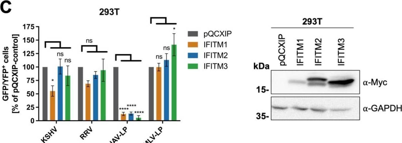 Western Blot IFITM1 Antibody [Unconjugated]