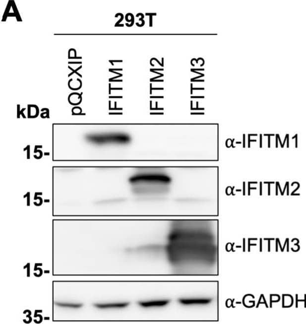 KSHV induces IFITM1, IFITM2, and IFITM3 expression in A549 cells. (A) Western blot of 293T cells transduced with pQCXIP constructs to express IFITM1 to -3 or pQCXIP (empty vector). IFITMs were detected using the respective IFITM antibody, and GAPDH served as a loading control. (B and C) Fluorescence microscopy images (scale bar, 200 μm) (B) and Western blot analysis (C) of A549 cells infected with KSHV-GFP or RRV-YFP or treated with H2O or IFN-alpha  (5,000 U/ml) for the indicated time and harvested using SDS sample buffer. IFITM expression was detected with antibodies shown in panel A. MxA served as control for IFN-stimulated gene induction; GAPDH served as a loading control. Image collected and cropped by CiteAb from the following open publication (//pubmed.ncbi.nlm.nih.gov/34933450), licensed under a CC-BY license. Not internally tested by R&D Systems.
