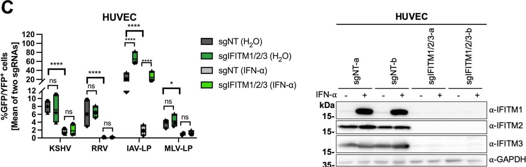 IFITM1/2/3 triple knockout enhances KSHV and RRV infection in A549 cells and HFF. A549 cells (A), HFF (B), and HUVEC (C) were transduced with lentiviral vectors encoding Cas9 and the sgRNAs shown in Fig. 2. (A to C, left panels) IFITM knockout (sgIFITM1/2/3-a, sgIFITM1/2/3-b) or control (sgNT-a, sgNT-b) cells treated with IFN-alpha  (5,000 U/ml) or H2O (control) and infected with KSHV-GFP, RRV-YFP, IAV lentiviral pseudotype (IAV-LP), or MLV lentiviral pseudotype (MLV-LP). Infection was measured using flow cytometry to detect expression of the fluorescent reporter gene. The graph shows individual data points representing averaged values for GFP+/YFP+ cells of either two nontargeting (sgNT-a, sgNT-b) or IFITM1/2/3 knockout (sgIFITM1/2/3-a, sgIFITM1/2/3-b) transduced cells and floating bars representing the mean averaged from results of four independent experiments for A549 cells and HFF (A and B) and three independent experiments for HUVEC (C). Infections for each single experiment were performed in triplicate for each condition. Data points from the same experiment are labeled with identical symbols. The different sgRNAs were treated as biological replicates within each experiment. Statistical significance was determined by two‐way analysis of variance (ANOVA), and P values were corrected for all possible multiple comparisons within one family by Tukey’s method (nonsignificant [ns], P > 0.05; *, P ≤ 0.05; **, P ≤ 0.01; ***, P ≤ 0.001; ****, P ≤ 0.0001). (A to C, right panels) Representative Western blots of IFITM knockout (sgIFITM1/2/3-a or sgIFITM1/2/3-b) or control (sgNT-a or sgNT-b) cells treated with IFN-alpha  (5,000 U/ml) or H2O. Indicated IFITM expression was detected with antibodies shown in Fig. 1A; GAPDH served as a loading control. Image collected and cropped by CiteAb from the following open publication (//pubmed.ncbi.nlm.nih.gov/34933450), licensed under a CC-BY license. Not internally tested by R&D Systems.
