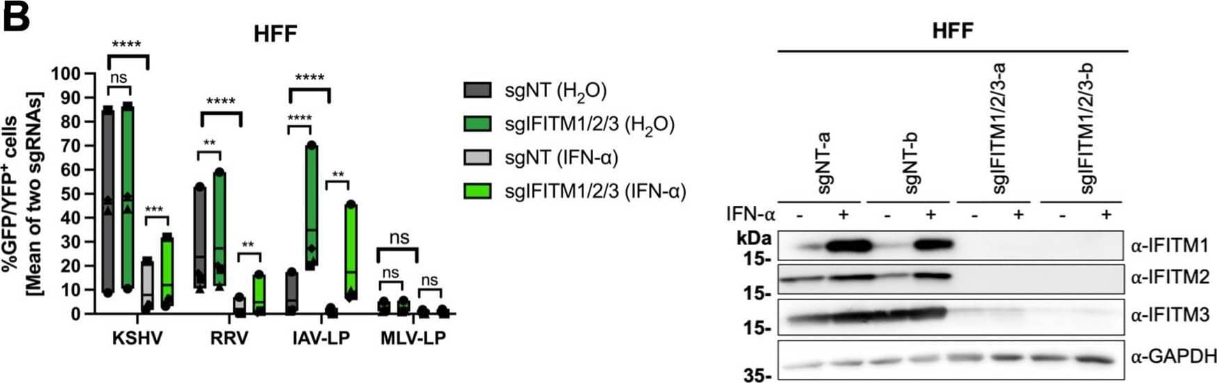 IFITM1/2/3 triple knockout enhances KSHV and RRV infection in A549 cells and HFF. A549 cells (A), HFF (B), and HUVEC (C) were transduced with lentiviral vectors encoding Cas9 and the sgRNAs shown in Fig. 2. (A to C, left panels) IFITM knockout (sgIFITM1/2/3-a, sgIFITM1/2/3-b) or control (sgNT-a, sgNT-b) cells treated with IFN-alpha  (5,000 U/ml) or H2O (control) and infected with KSHV-GFP, RRV-YFP, IAV lentiviral pseudotype (IAV-LP), or MLV lentiviral pseudotype (MLV-LP). Infection was measured using flow cytometry to detect expression of the fluorescent reporter gene. The graph shows individual data points representing averaged values for GFP+/YFP+ cells of either two nontargeting (sgNT-a, sgNT-b) or IFITM1/2/3 knockout (sgIFITM1/2/3-a, sgIFITM1/2/3-b) transduced cells and floating bars representing the mean averaged from results of four independent experiments for A549 cells and HFF (A and B) and three independent experiments for HUVEC (C). Infections for each single experiment were performed in triplicate for each condition. Data points from the same experiment are labeled with identical symbols. The different sgRNAs were treated as biological replicates within each experiment. Statistical significance was determined by two‐way analysis of variance (ANOVA), and P values were corrected for all possible multiple comparisons within one family by Tukey’s method (nonsignificant [ns], P > 0.05; *, P ≤ 0.05; **, P ≤ 0.01; ***, P ≤ 0.001; ****, P ≤ 0.0001). (A to C, right panels) Representative Western blots of IFITM knockout (sgIFITM1/2/3-a or sgIFITM1/2/3-b) or control (sgNT-a or sgNT-b) cells treated with IFN-alpha  (5,000 U/ml) or H2O. Indicated IFITM expression was detected with antibodies shown in Fig. 1A; GAPDH served as a loading control. Image collected and cropped by CiteAb from the following open publication (//pubmed.ncbi.nlm.nih.gov/34933450), licensed under a CC-BY license. Not internally tested by R&D Systems.