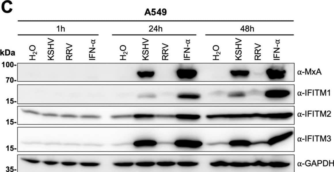 KSHV induces IFITM1, IFITM2, and IFITM3 expression in A549 cells. (A) Western blot of 293T cells transduced with pQCXIP constructs to express IFITM1 to -3 or pQCXIP (empty vector). IFITMs were detected using the respective IFITM antibody, and GAPDH served as a loading control. (B and C) Fluorescence microscopy images (scale bar, 200 μm) (B) and Western blot analysis (C) of A549 cells infected with KSHV-GFP or RRV-YFP or treated with H2O or IFN-alpha  (5,000 U/ml) for the indicated time and harvested using SDS sample buffer. IFITM expression was detected with antibodies shown in panel A. MxA served as control for IFN-stimulated gene induction; GAPDH served as a loading control. Image collected and cropped by CiteAb from the following open publication (//pubmed.ncbi.nlm.nih.gov/34933450), licensed under a CC-BY license. Not internally tested by R&D Systems.
