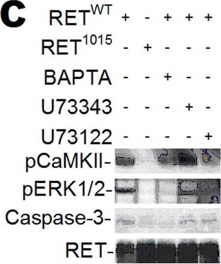 GDNF-induced Ca2+ signaling phosphorylates ERK1/2 and CaMKII.(A–D) Western blot of HeLa cells transfected with RETWT or RET1015 treated with GDNF (100 ng/ml). GDNF triggers time dependent phosphorylation of ERK1/2 (pERK1/2) in RETWT cells that is suppressed by BAPTA (10 µM) (A). Less pERK1/2 is observed in cells transfected with RET1015 than RETWT (B). GDNF-induced phosphorylation of CaMKII (pCaMKII) or pERK1/2 is suppressed when blocking PLC with U73122 (5 µM) (C) or knocking down PLC gamma  with siRNA (PLC gamma -siRNA) (D). Treating RETWT cells with the U73122 analogue U73343 (5 µM) had no effect on GDNF-activated pCaMKII or pERK1/2 (C). Increased Caspase-3 cleavage was not detected in cells treated with the inhibitors BAPTA or U73122 (C). Image collected and cropped by CiteAb from the following open publication (//pubmed.ncbi.nlm.nih.gov/22355350), licensed under a CC-BY license. Not internally tested by R&D Systems.