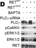 GDNF-induced Ca2+ signaling phosphorylates ERK1/2 and CaMKII.(A–D) Western blot of HeLa cells transfected with RETWT or RET1015 treated with GDNF (100 ng/ml). GDNF triggers time dependent phosphorylation of ERK1/2 (pERK1/2) in RETWT cells that is suppressed by BAPTA (10 µM) (A). Less pERK1/2 is observed in cells transfected with RET1015 than RETWT (B). GDNF-induced phosphorylation of CaMKII (pCaMKII) or pERK1/2 is suppressed when blocking PLC with U73122 (5 µM) (C) or knocking down PLC gamma  with siRNA (PLC gamma -siRNA) (D). Treating RETWT cells with the U73122 analogue U73343 (5 µM) had no effect on GDNF-activated pCaMKII or pERK1/2 (C). Increased Caspase-3 cleavage was not detected in cells treated with the inhibitors BAPTA or U73122 (C). Image collected and cropped by CiteAb from the following open publication (//pubmed.ncbi.nlm.nih.gov/22355350), licensed under a CC-BY license. Not internally tested by R&D Systems.