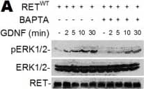 GDNF-induced Ca2+ signaling phosphorylates ERK1/2 and CaMKII.(A–D) Western blot of HeLa cells transfected with RETWT or RET1015 treated with GDNF (100 ng/ml). GDNF triggers time dependent phosphorylation of ERK1/2 (pERK1/2) in RETWT cells that is suppressed by BAPTA (10 µM) (A). Less pERK1/2 is observed in cells transfected with RET1015 than RETWT (B). GDNF-induced phosphorylation of CaMKII (pCaMKII) or pERK1/2 is suppressed when blocking PLC with U73122 (5 µM) (C) or knocking down PLC gamma  with siRNA (PLC gamma -siRNA) (D). Treating RETWT cells with the U73122 analogue U73343 (5 µM) had no effect on GDNF-activated pCaMKII or pERK1/2 (C). Increased Caspase-3 cleavage was not detected in cells treated with the inhibitors BAPTA or U73122 (C). Image collected and cropped by CiteAb from the following open publication (//pubmed.ncbi.nlm.nih.gov/22355350), licensed under a CC-BY license. Not internally tested by R&D Systems.