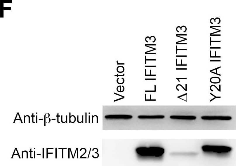 Y20A IFITM3 restricts IAV entry.A549 (A), 293T (C), or Vero E6 (E) cells transduced with vector alone or to express FL IFITM3,  delta 21 IFITM3, or Y20A IFITM3 were incubated with MLV-GFP pseudotyped with the indicated viral entry glycoproteins. Infected cells were harvested, fixed with formaldehyde, and analyzed by flow cytometry 48 hours after infection. The relative infectivity was determined as the percentage of GFP positive cells normalized to that of vector-transduced A549 cells. Expression of the indicated IFITM3 variants in A549 (B), 293T (D), or Vero E6 (F) cells were detected by western blotting using the indicated antibodies. The results are the averages of three independent infection replicates. The error bars indicate standard deviations. Each panel represents at least two sets of experiments with similar results. * indicates statistical significance (p<0.03 by Student's t test) as compared with vector-transduced cells. Image collected and cropped by CiteAb from the following open publication (//pubmed.ncbi.nlm.nih.gov/25314048), licensed under a CC-BY license. Not internally tested by R&D Systems.