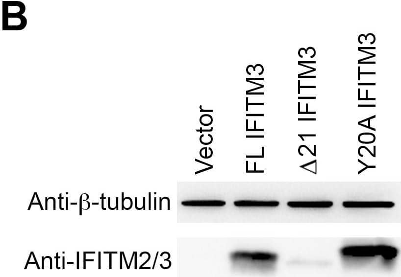 Y20A IFITM3 restricts IAV entry.A549 (A), 293T (C), or Vero E6 (E) cells transduced with vector alone or to express FL IFITM3,  delta 21 IFITM3, or Y20A IFITM3 were incubated with MLV-GFP pseudotyped with the indicated viral entry glycoproteins. Infected cells were harvested, fixed with formaldehyde, and analyzed by flow cytometry 48 hours after infection. The relative infectivity was determined as the percentage of GFP positive cells normalized to that of vector-transduced A549 cells. Expression of the indicated IFITM3 variants in A549 (B), 293T (D), or Vero E6 (F) cells were detected by western blotting using the indicated antibodies. The results are the averages of three independent infection replicates. The error bars indicate standard deviations. Each panel represents at least two sets of experiments with similar results. * indicates statistical significance (p<0.03 by Student's t test) as compared with vector-transduced cells. Image collected and cropped by CiteAb from the following open publication (//pubmed.ncbi.nlm.nih.gov/25314048), licensed under a CC-BY license. Not internally tested by R&D Systems.