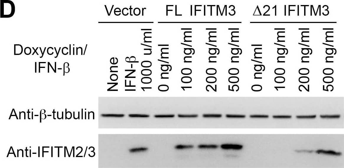 Native FL IFITM3 and  delta 21 IFITM3 restrict IAVs.(A) A549 cells transduced with the vector alone or with tet-inducible native FL IFITM3 or  delta 21 IFITM3 were treated with the indicated concentrations of doxycycline or interferon-beta . Two days later, cells were infected by MLV-GFP pseudotyped with the indicated viral entry glycoproteins. Infected cells were harvested, fixed with formaldehyde, and analyzed by flow cytometry 48 hours after infection. The relative infectivity was determined as the percentage of GFP positive cells normalized to that of vector-transduced A549 cells. (B) The same aliquots of cells used in (A) were incubated with infectious influenza A/PR/8/34 (H1N1) virus at an M.O.I. of 1 or with influenza A/England/42/72 (H3N2) virus at an M.O.I of 0.5. Infected cells were labeled with anti-H1 or anti-H3 antibodies and with an PE-conjugated secondary antibody. Cells were analyzed by flow cytometry 16 hours after infection and the relative infectivity was determined as the percentage of PE positive cells normalized to that of vector-transduced A549 cells. (C) Experiments were similar to that in (B) except that cells were incubated with infectious influenza A/Virginia/ATCC3/2009 (H1N1) virus at an M.O.I. of 1. (D) The same aliquots of cells used in (A) or (B) were analyzed by western blotting. The expression of IFITM3 isoforms was measured using the indicated antibodies. The results are the averages of three independent infection replicates. The error bars indicate standard deviations. Each panel represents at least two sets of experiments with similar results. * indicates statistical significance (p<0.03 by Student's t test) as compared with vector-transduced cells. Image collected and cropped by CiteAb from the following open publication (//pubmed.ncbi.nlm.nih.gov/25314048), licensed under a CC-BY license. Not internally tested by R&D Systems.