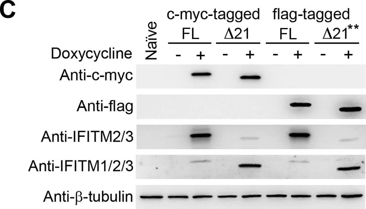 Epitope-tagged FL IFITM3 and  delta 21 IFITM3 restrict IAVs.Naïve A549 cells and A549 cells transduced with tet-inducible c-myc-tagged (A), flag-tagged (B) FL IFITM3 or  delta 21 IFITM3 were treated with or without 1000 ng/ml doxycycline (** 600 ng/ml doxycycline). Two days later, cells were infected with MLV-GFP pseudotyped with the indicated viral entry glycoproteins. Infected cells were harvested, fixed with formaldehyde, and analyzed by flow cytometry 48 hours after infection. The relative infectivity was determined as the percentage of GFP positive cells normalized to that of naïve A549 cells. (C) The same aliquots of cells used in (A) or (B) were analyzed by western blotting. The expression of IFITM3 isoforms was measured using the indicated antibodies. The expression of  beta –tubulin was used as our loading controls. The results are the averages of three independent infection replicates. The error bars indicate standard deviations. Each panel represents at least two sets of experiments with similar results. * indicates statistical significance (p<0.03 by Student's t test) as compared with naïve cells. Image collected and cropped by CiteAb from the following open publication (//pubmed.ncbi.nlm.nih.gov/25314048), licensed under a CC-BY license. Not internally tested by R&D Systems.