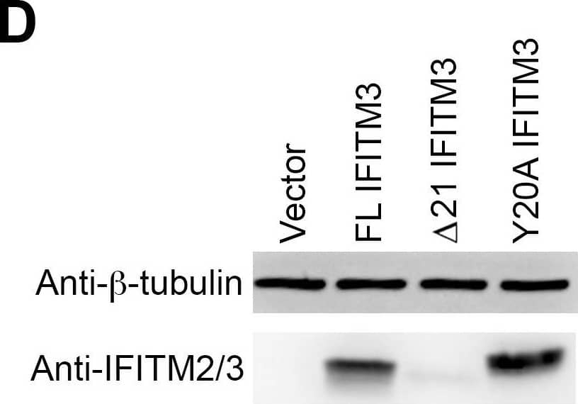 Y20A IFITM3 restricts IAV entry.A549 (A), 293T (C), or Vero E6 (E) cells transduced with vector alone or to express FL IFITM3,  delta 21 IFITM3, or Y20A IFITM3 were incubated with MLV-GFP pseudotyped with the indicated viral entry glycoproteins. Infected cells were harvested, fixed with formaldehyde, and analyzed by flow cytometry 48 hours after infection. The relative infectivity was determined as the percentage of GFP positive cells normalized to that of vector-transduced A549 cells. Expression of the indicated IFITM3 variants in A549 (B), 293T (D), or Vero E6 (F) cells were detected by western blotting using the indicated antibodies. The results are the averages of three independent infection replicates. The error bars indicate standard deviations. Each panel represents at least two sets of experiments with similar results. * indicates statistical significance (p<0.03 by Student's t test) as compared with vector-transduced cells. Image collected and cropped by CiteAb from the following open publication (//pubmed.ncbi.nlm.nih.gov/25314048), licensed under a CC-BY license. Not internally tested by R&D Systems.