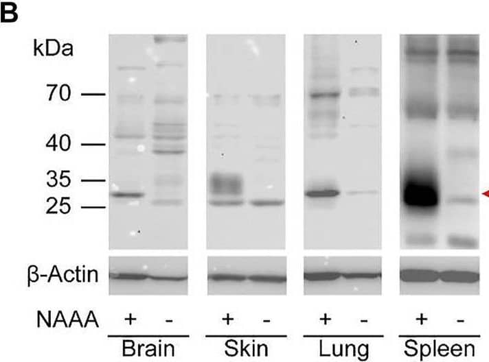 Western Blot ASAHL/N-acylethanolamine-hydrolyzing Acid Amidase Antibody [Unconjugated]