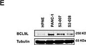 Western Blot BCL9-2 Antibody [Unconjugated]