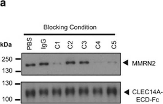 Western Blot CLEC14A Antibody [Unconjugated]