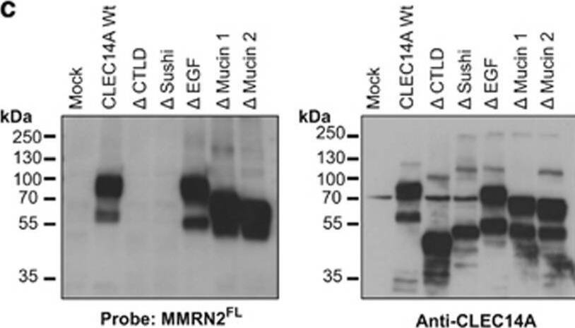 Western Blot CLEC14A Antibody [Unconjugated]
