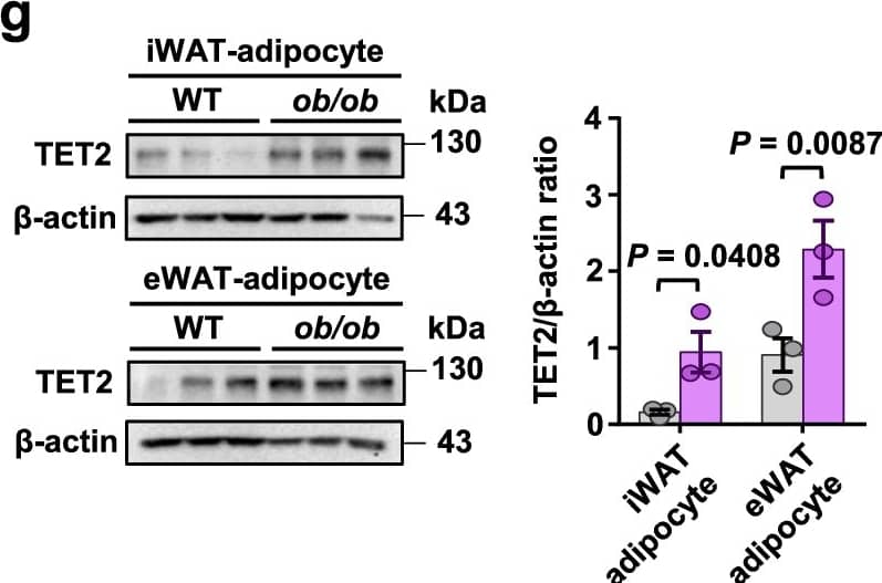 Western Blot Leptin/OB Antibody