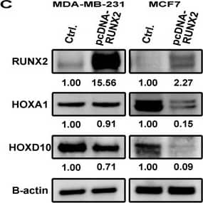 Western Blot HOXA1 Antibody