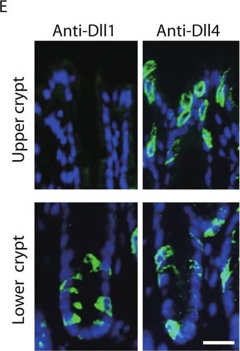 Immunohistochemistry DLL1 Antibody