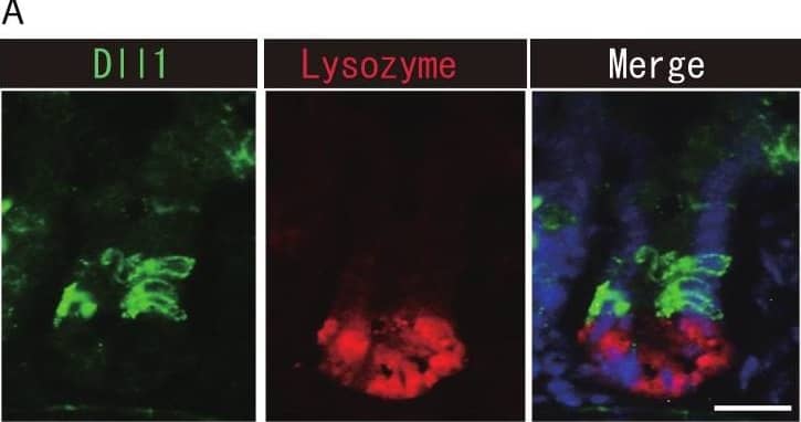 Immunohistochemistry DLL1 Antibody