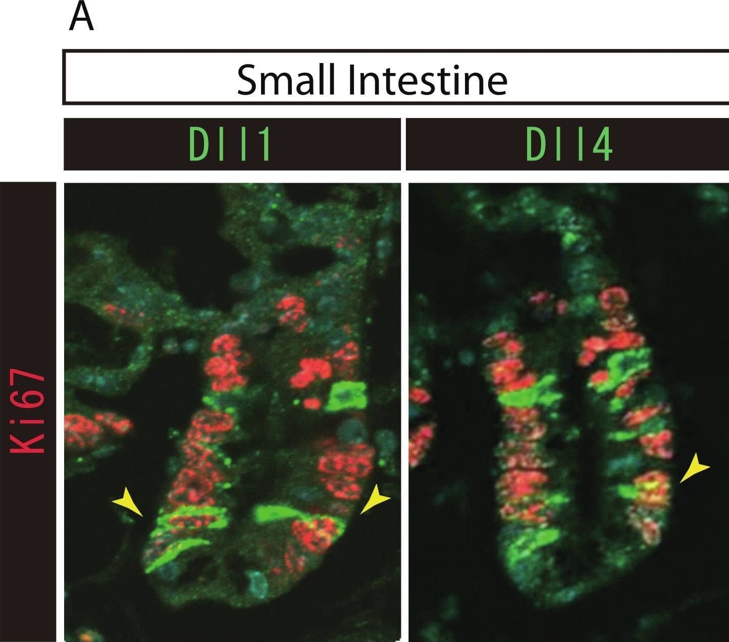 Both Dll1+ve and Dll4+ve IECs are mostly post-mitotic in the small intestine and in the colon.Double immunostaining of Dll1 or Dll4 (green) with the proliferation cell marker, Ki67 (red), shows that both Dll1+ve and Dll4+ve IECs are mostly post-mitotic in the small intestine (A) and in the colon (B). However, a small number of Dll1+ve or Dll4+ve IECs that co-express Ki67 can be found (yellow arrowhead). Scale bar represents 20 µm. These data were acquired by confocal microscopy (FV10i). Image collected and cropped by CiteAb from the following open publication (//pubmed.ncbi.nlm.nih.gov/24860699), licensed under a CC-BY license. Not internally tested by R&D Systems.