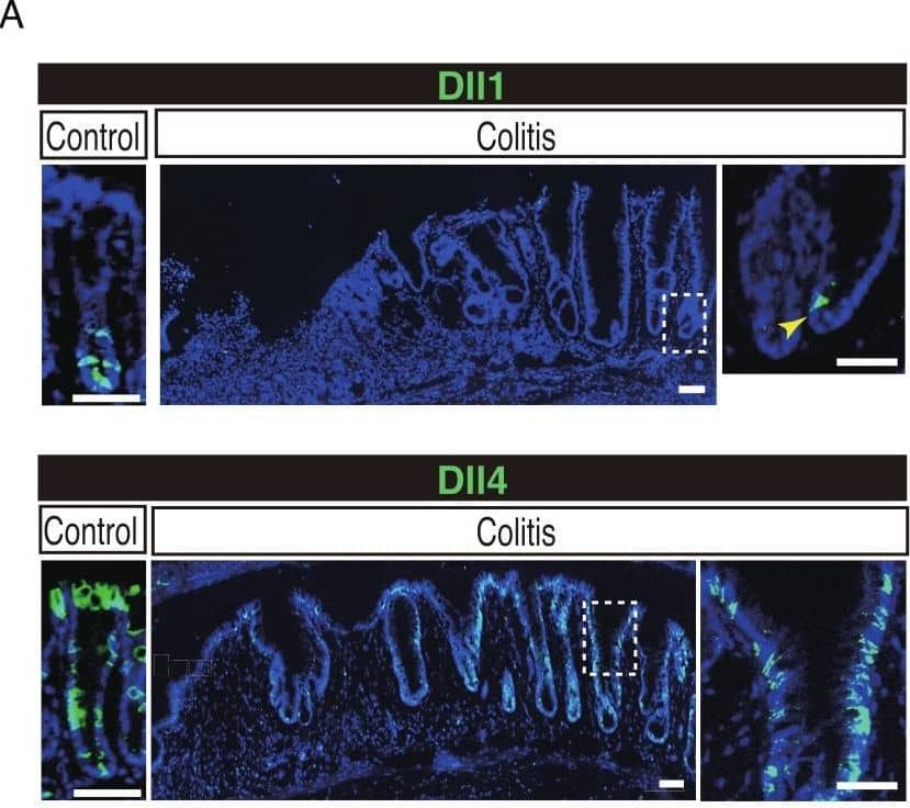 Dll4+ve cells dominate the colonic crypts of the DSS-colitis mice.Immunohistochemical analysis of colonic tissues that prepared from DSS-colitis mice is shown. (A) Immunostaining of Dll1&Dll4 using the inflamed colonic tissue of the DSS-colitis mice at day 10 (Colitis), or the corresponding tissue of the control mice (Control). In the inflamed colon, Dll1+ve IECs (green, upper panel) rarely found within the crypts (yellow arrowhead). In sharp contrast, Dll4+ve IECs frequently found, which dominated the entire crypt&also the surface epithelium. A magnified view of the area marked with a white square is shown in the right-end panel. Scale bar represents 50 µm. Image collected & cropped by CiteAb from the following open publication (//pubmed.ncbi.nlm.nih.gov/24860699), licensed under a CC-BY license. Not internally tested by R&D Systems.