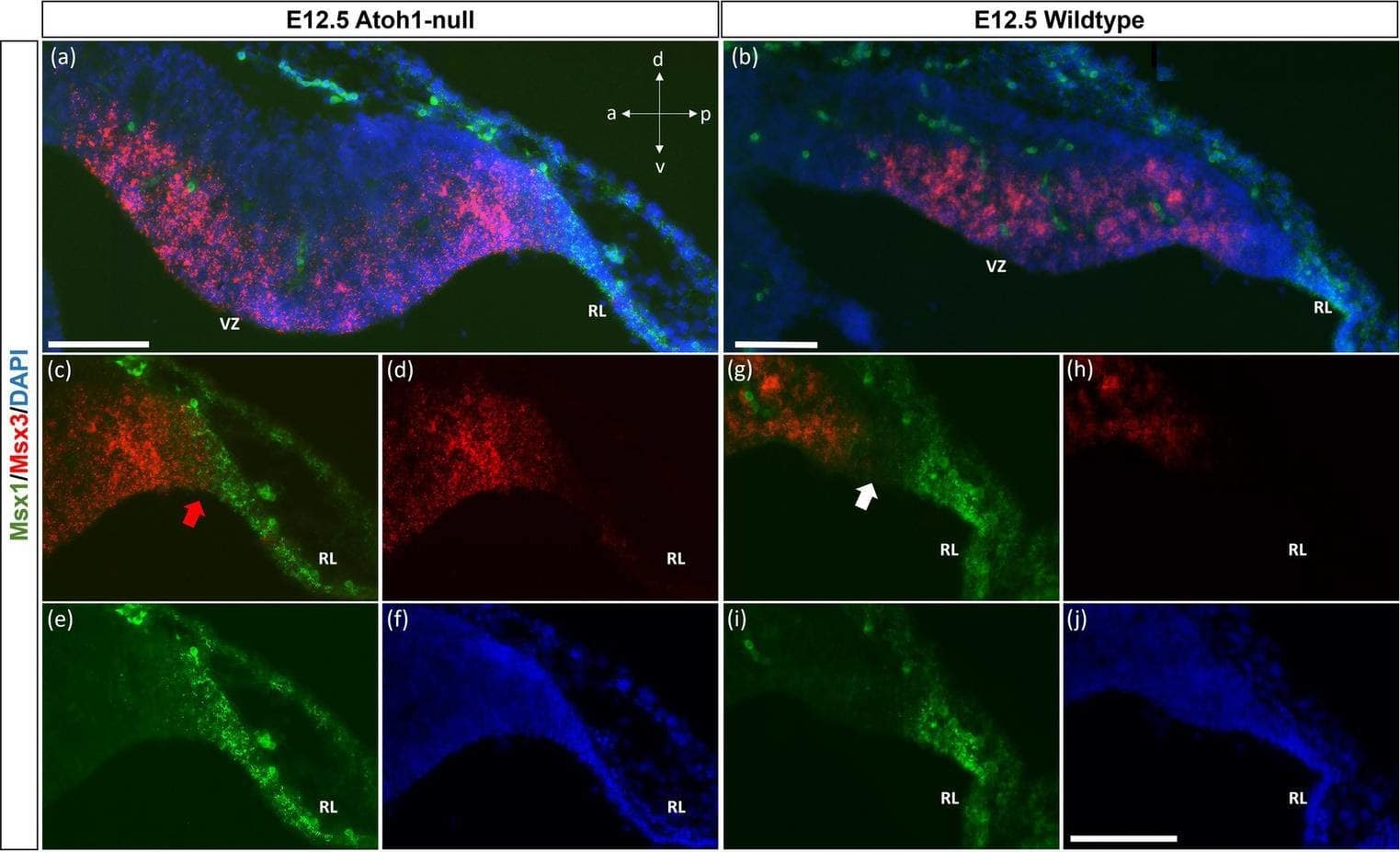Msx1 and Msx3 expression in E12.5 Atoh1-null and wildtype cerebella. (A,B) The FISH double-labeling of Msx1 and Msx3 in the E12.5 Atoh1-null (a,a’) and wildtype cerebella (b,b’). (a’ and b’) illustrate that the sections from mutant and wildtype are collected at the same medio-lateral position. (C–F) Expression of Msx1 and Msx3 shifts and now sharing a boundary in the Atoh1-null cerebellum as denoted by the red arrow in (C). Panels (A,C–F) indicate Msx1 and Msx3 expression persistence in the Atoh1-null cerebellum. The shift of Msx1 and Msx3 expression, however, does not result in cells that co-express Msx1 and Msx3 (A,C–E). (G–I) A very different picture is shown in the wildtype cerebellum where there is a notable gap between cells that express Msx3 and Msx1 as noted by white arrow in (G). (F,J) DAPI (blue) used as a counterstain. RL, Rhombic Lip; VZ, ventricular zone. All scale bars, 100 μm. Image collected and cropped by CiteAb from the following open publication (//www.frontiersin.org/articles/10.3389/fnmol.2024.1356544/full), licensed under a CC-BY license. Not internally tested by R&D Systems.