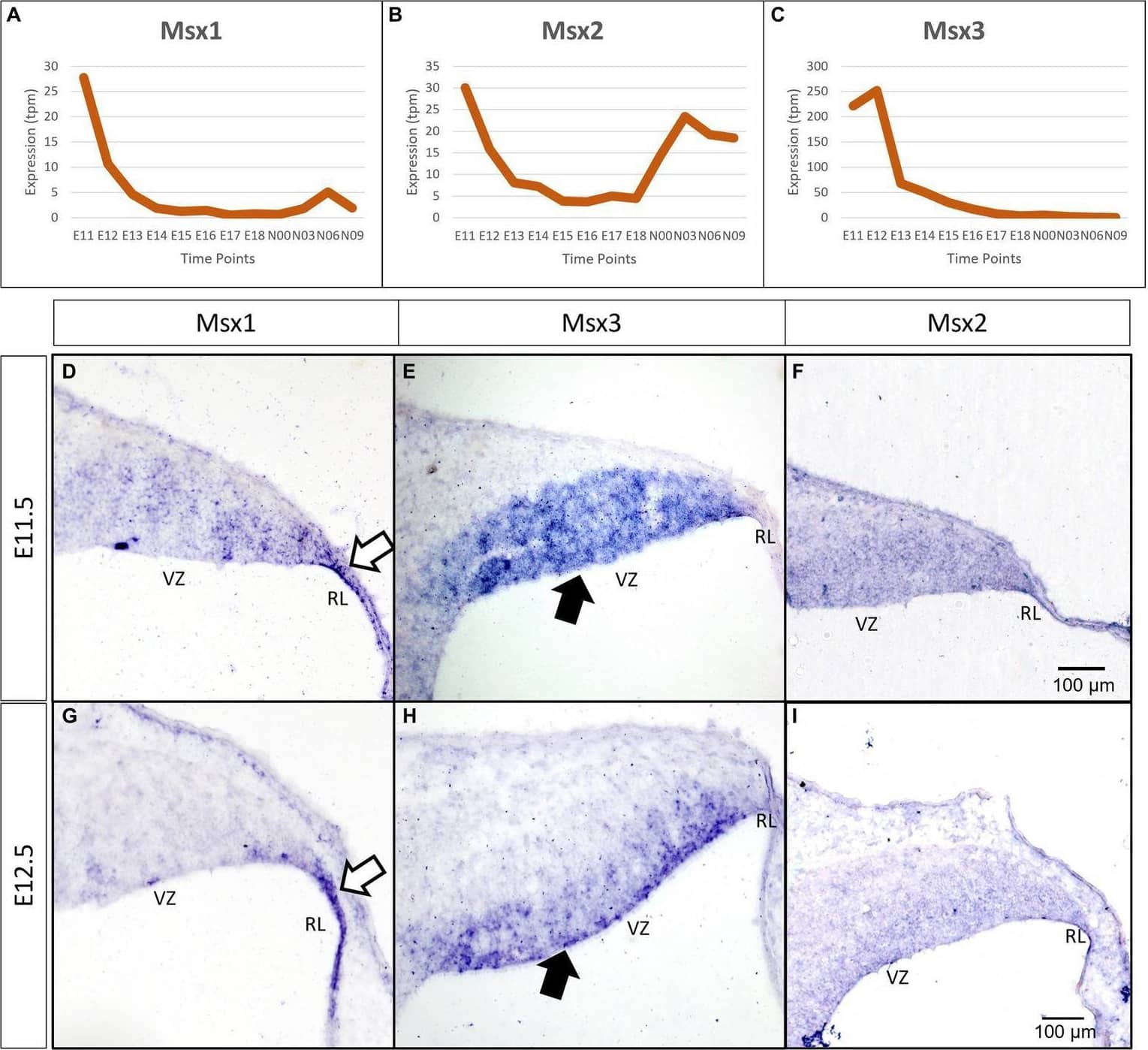 Temporal and spatial expression of Msx genes in the developing cerebellum. (A–C) Graphs show the dynamic nature of Msx expression in the cerebellum across 12 developmental time-points as observed from the RIKEN FANTOM5 transcriptome time-course data. (D–I) Sagittal sections of the RL with the right-side of panels denoting posterior and the bottom-side denoting ventral, with RNA in situ hybridization showing Msx genes expressed in the progenitor zones in (D–F) E11.5 and (G–I) E12.5. Msx1 expression is limited to the RL (white arrows in D,G) whereas Msx3 is limited to the VZ (black arrows in E,H). Msx2 expression is detected in the neuroepithelium but the boundary of the expression is not clear (F,I). See supplementary Figure S2 for negative control staining. RL, Rhombic Lip; VZ, Ventricular Zone. Scale bar, 100 μm. Image collected and cropped by CiteAb from the following open publication (//www.frontiersin.org/articles/10.3389/fnmol.2024.1356544/full), licensed under a CC-BY license. Not internally tested by R&D Systems.